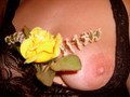 Bilder Gelbe Rose